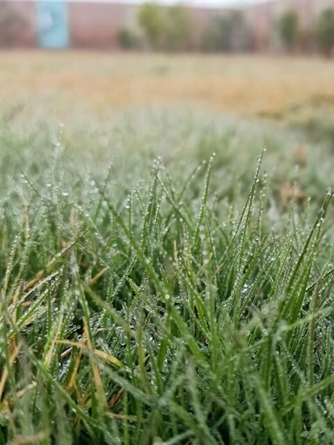 Tiny dewdrops on grass blades 