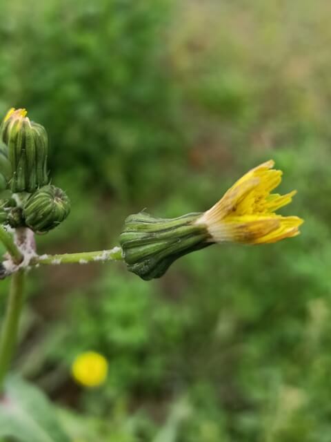 Dandelion bud 