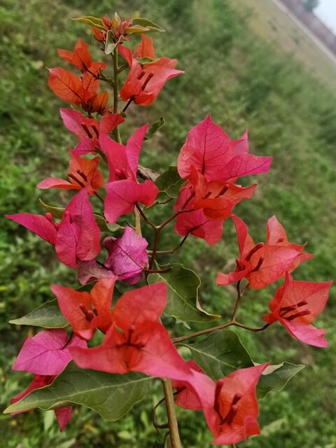 Stem of bougainvillea plant with flowers 