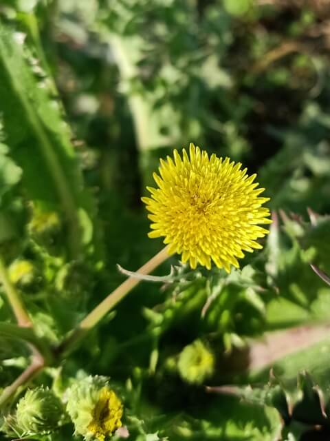 Beautiful dandelion flower 