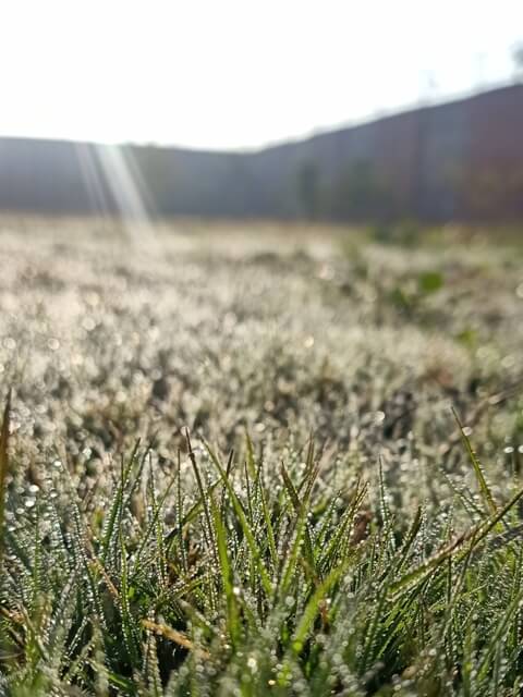 Sunrise and dewdrops on the grass 