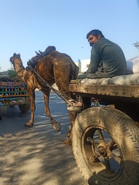 A man with his camel cart 