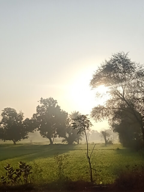 Sunrise and green fields 