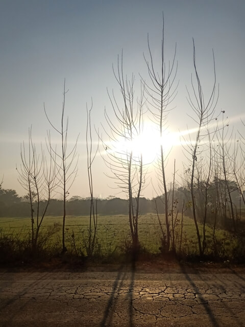 Sunrise and attractive trees 