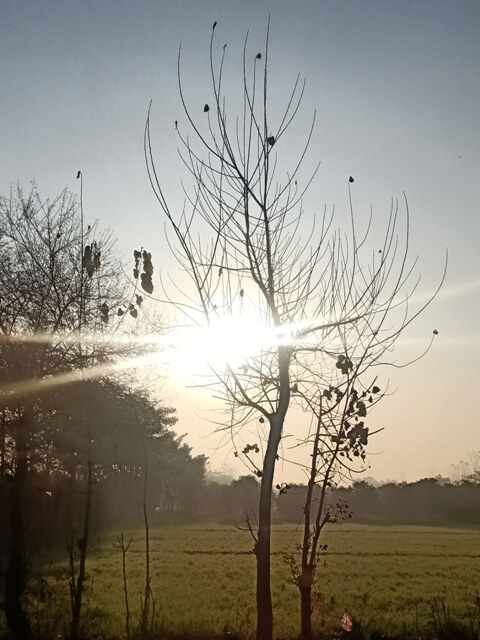 Autumn tree and sunrise 