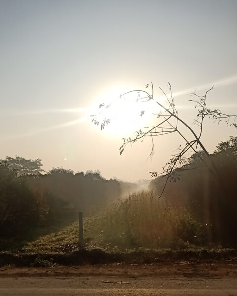 A plant with sunrise