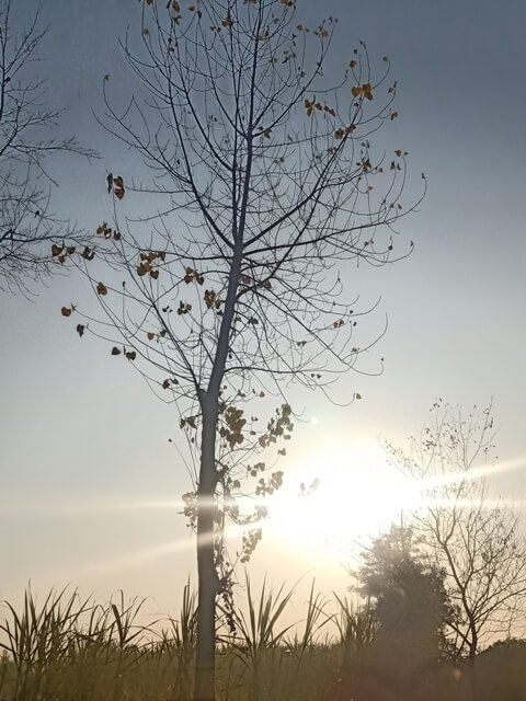 Autumn tree and sun 