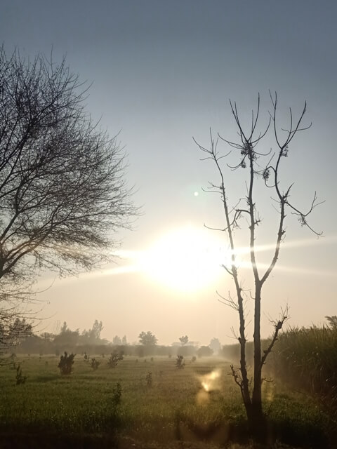 Crops with sunrise 