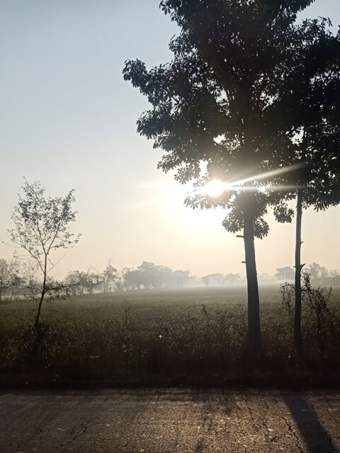 Morning sun and a tree 