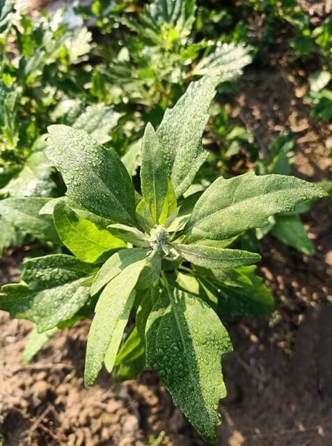 Australian spinach plant 