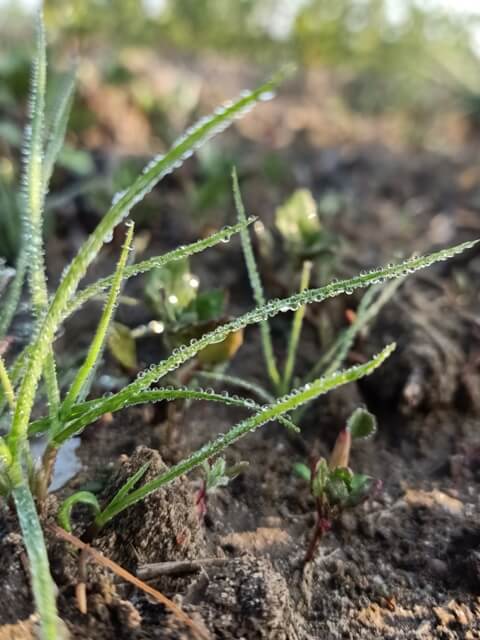 Grass with dewdrops 