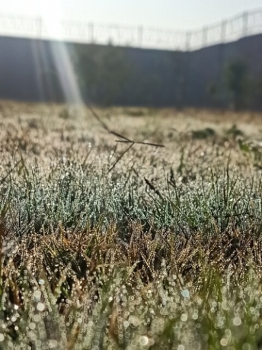 Grass blades with dew in the morning