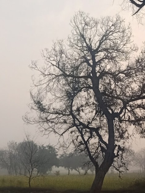 A tree in foggy weather 