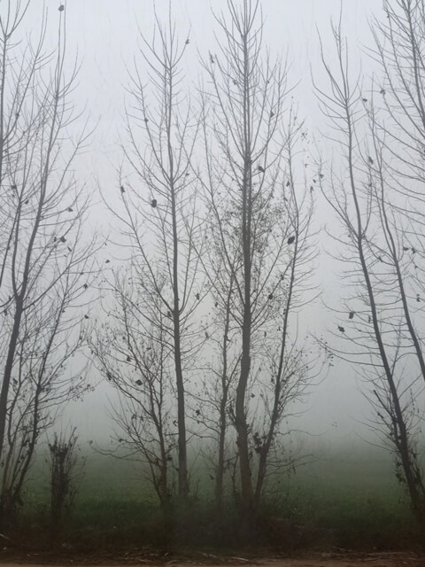 Leafless trees with foggy weather
