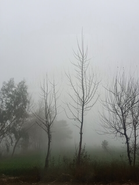 Fields with fog 