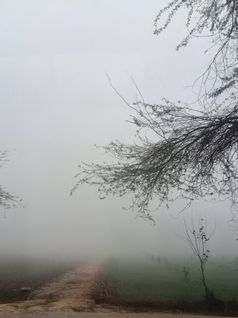 A way to fields in foggy weather 