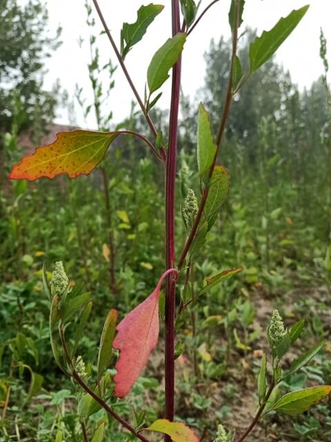 Salt green leaves 