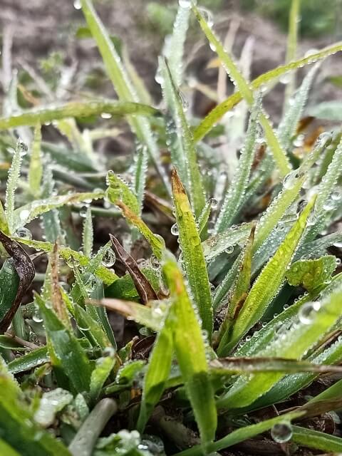 Grass with dew 