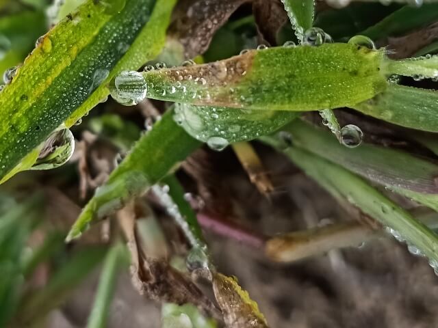 Wild grass leaf with dew 