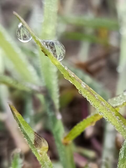 Dewdrops on the tip of grass blade