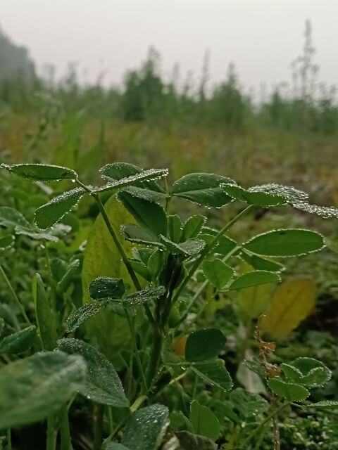 Alfalfa leaves with dewdrops 