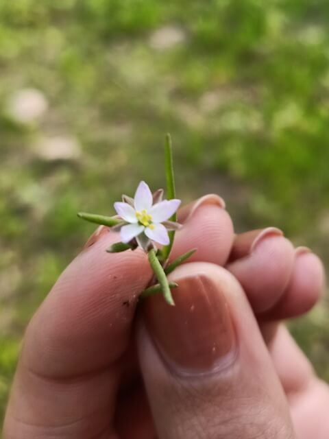Wild flower in hand 