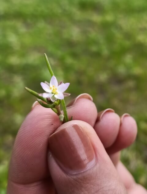 Spergula arvensis flower in hand 