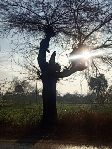 An attractive tree and sunrise 