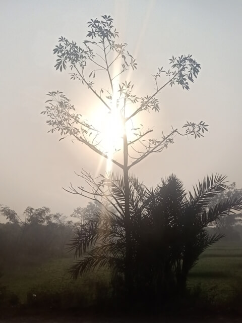 Sun beams through a tree 