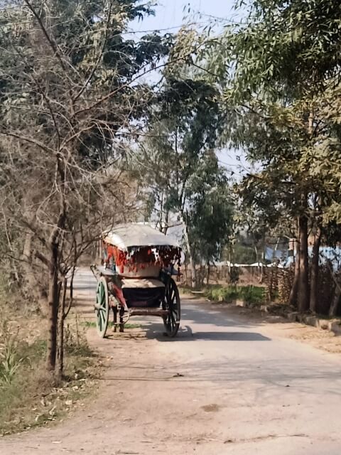 A horse cart on countryside road 