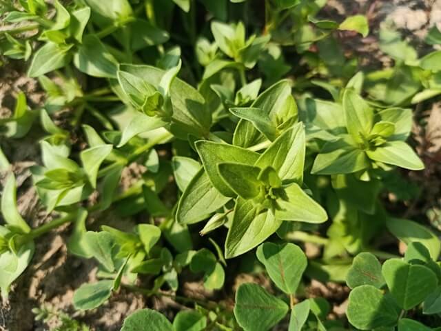 Blue pimpernel plant 