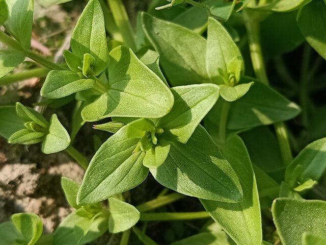 Blue Pimpernel leaves 