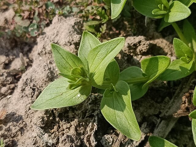 Blue Pimpernel plant 