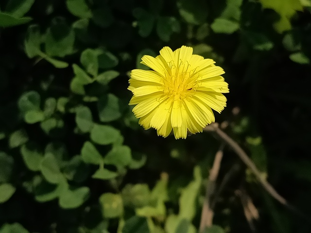 Yellow wild flower