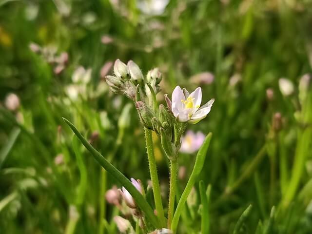 Beautiful corn spurry flowers 