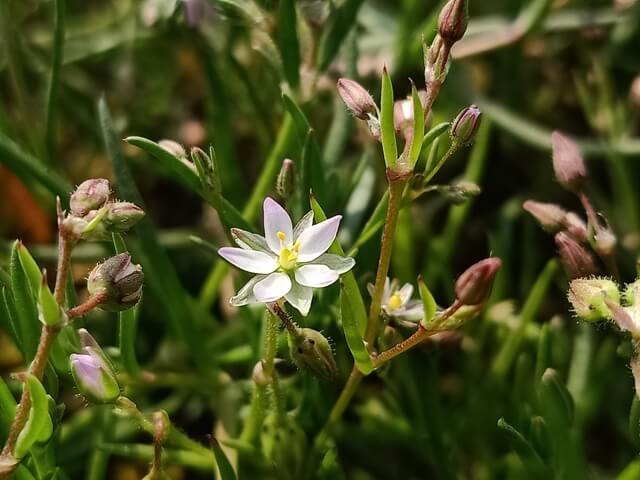 Genus spergula flower