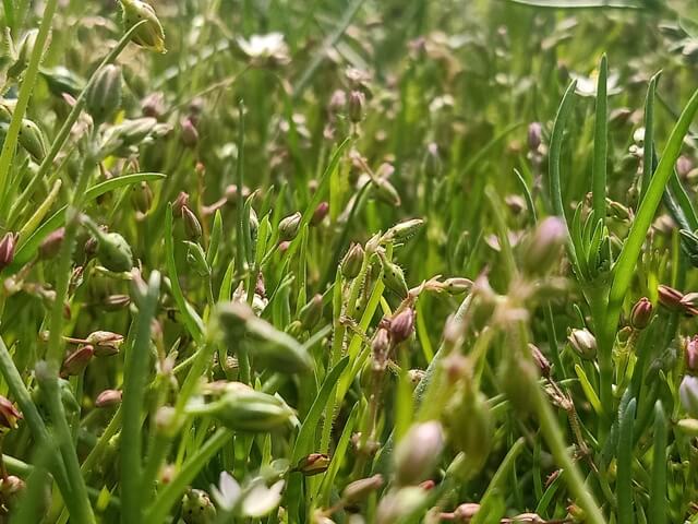 Buds of corn spurry 