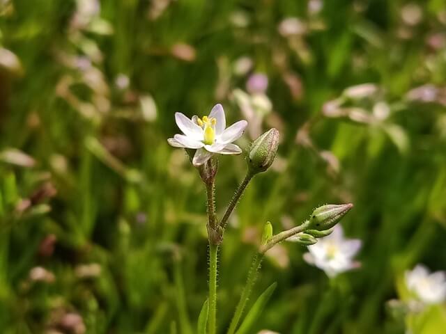 Attractive corn spurry flowers 