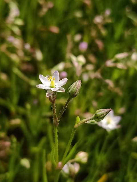 Bloom of corn spurry 