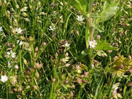 Corn spurrey on the ground 