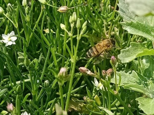 Corn spurrey plant and honey bee 