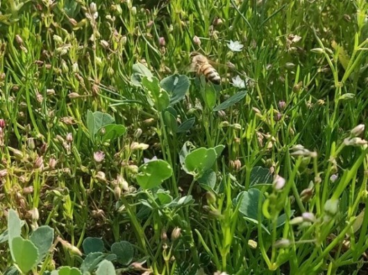 Nectar collection by honey bee on weeds 