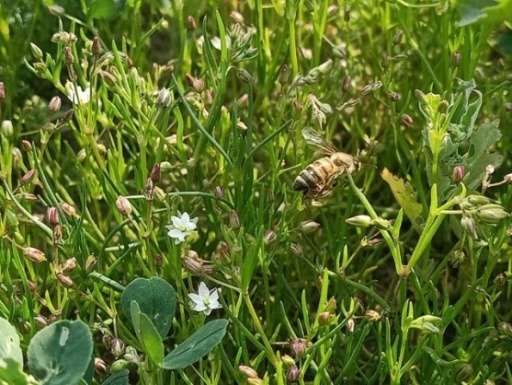 Pollination of spergula flowers 