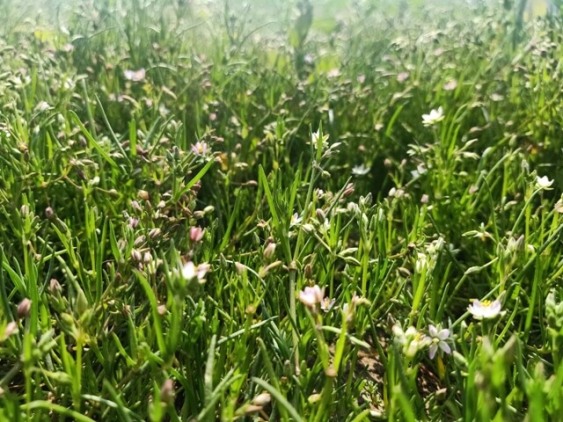 Corn spurrey in the spring 