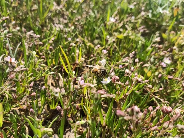 Honey bee on corn spurry flowers 