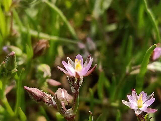 Corn spurrey flower