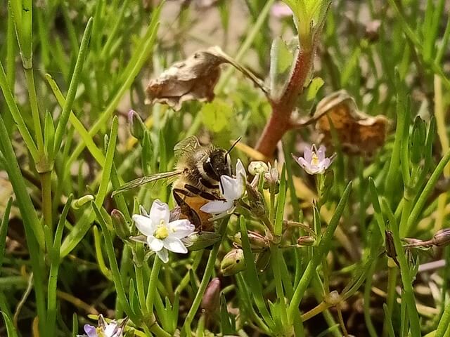 Pollination of flowers 