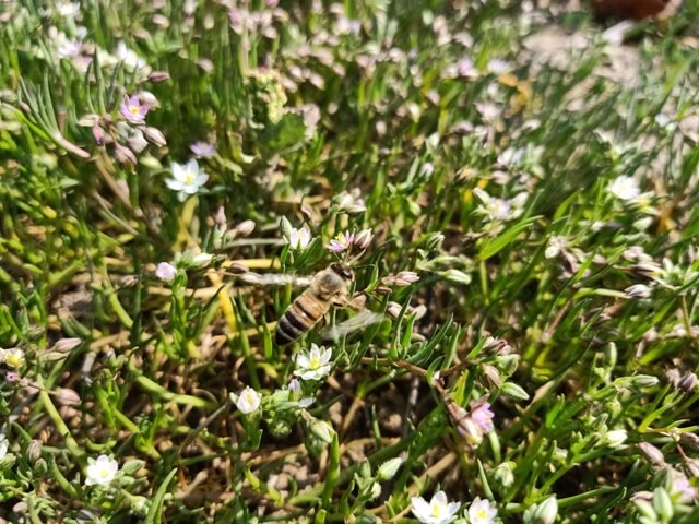 Bed of corn spurry flowers 