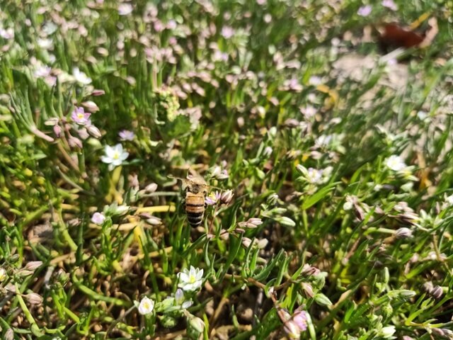 Genus spergula flowers 