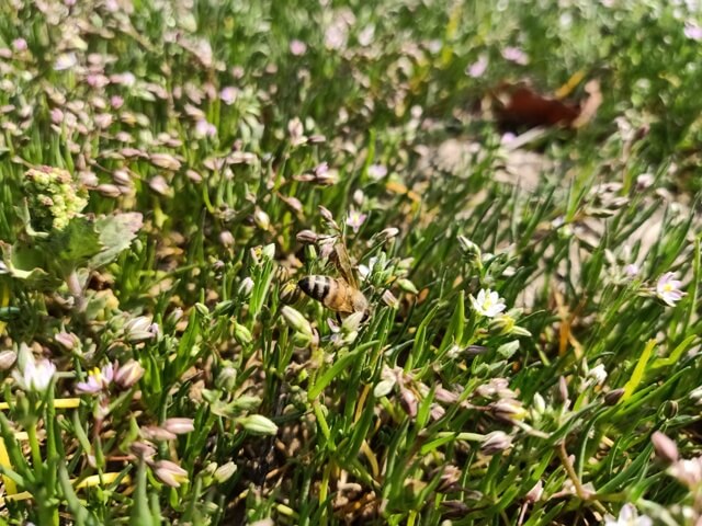 Bloom of genus spergula flowers 